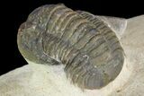 Dalejeproetus Trilobite - Uncommon Moroccan Proetid #98643-6